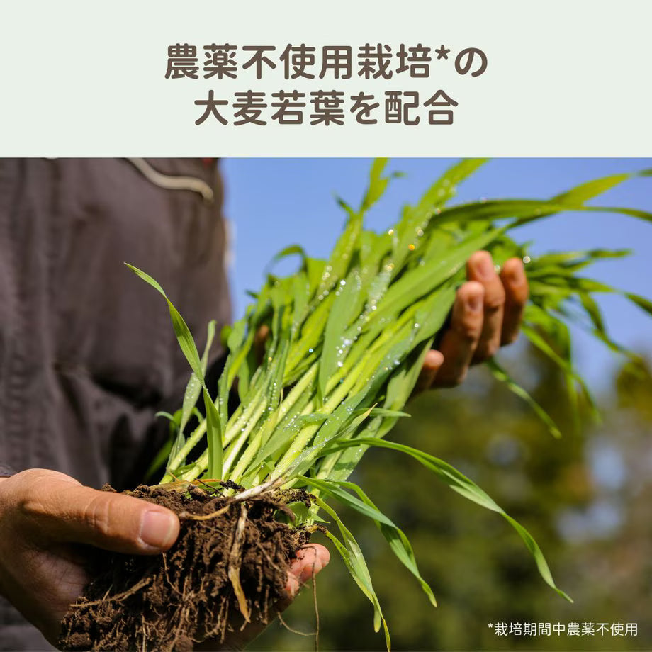 Be グリーン GF